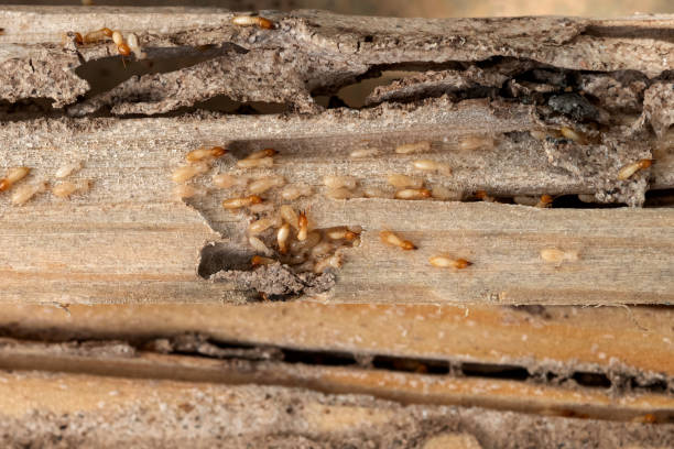 Best Commercial Pest Control Services  in Hartsville, TN